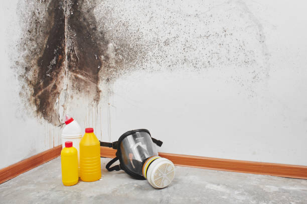 Certified Mold Removal in Fairview, UT