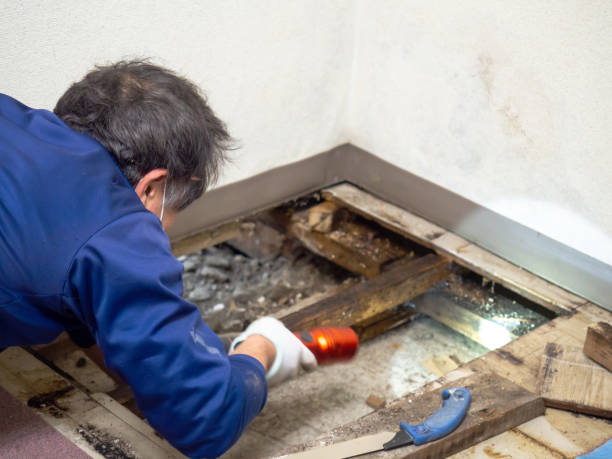 Professional Mold Removal in Fairview, UT