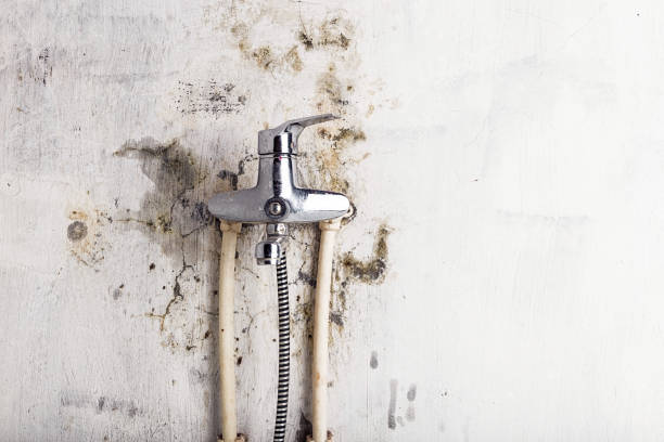 Best Certified Mold Removal  in Fairview, UT