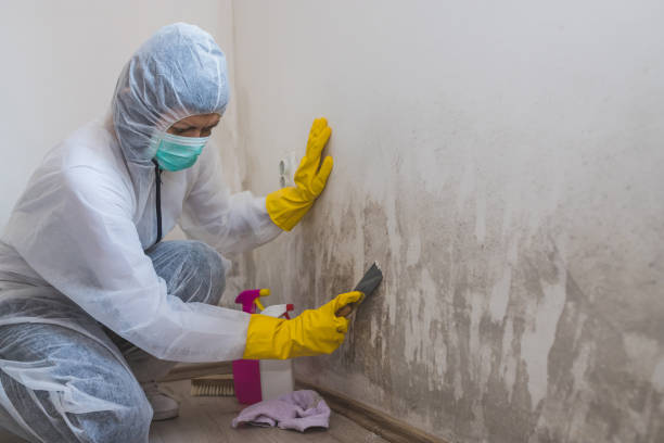 Best Affordable Mold Removal  in Fairview, UT