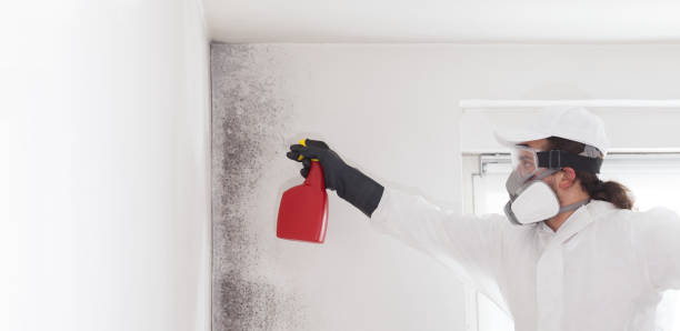 Best Emergency Mold Removal  in Fairview, UT