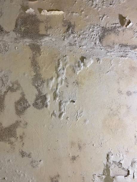 Best Commercial Mold Removal  in Fairview, UT