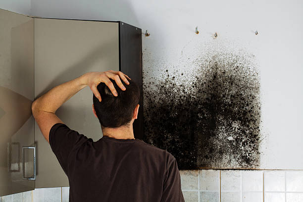 Best Attic Mold Removal  in Fairview, UT