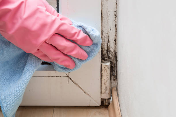 Best Professional Mold Removal  in Fairview, UT