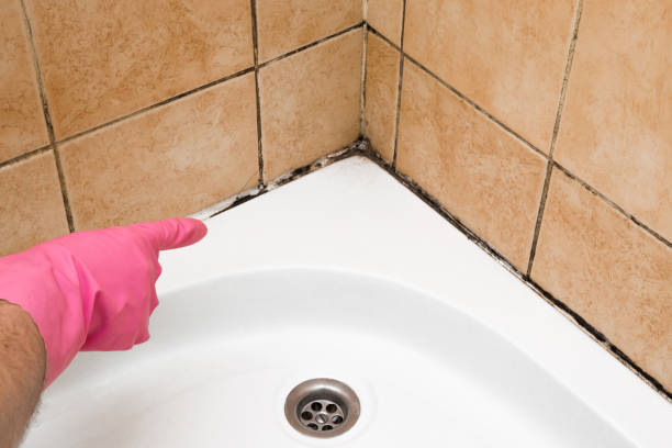 Best Fast Mold Removal  in Fairview, UT